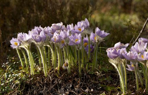 Pulsatilla patens 2