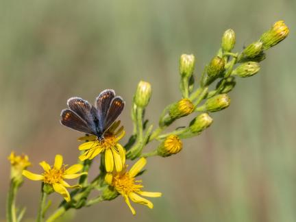 BUTTERFLY BROWN WINGS