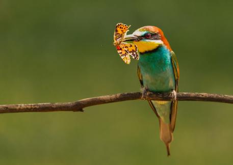 Bee Eater Get A Butterfly