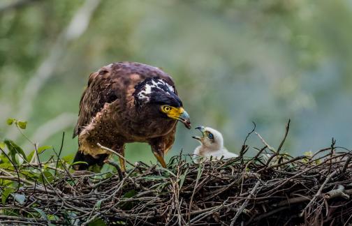 Eagle Feeding Baby 102