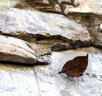 Dead leaves on the ground