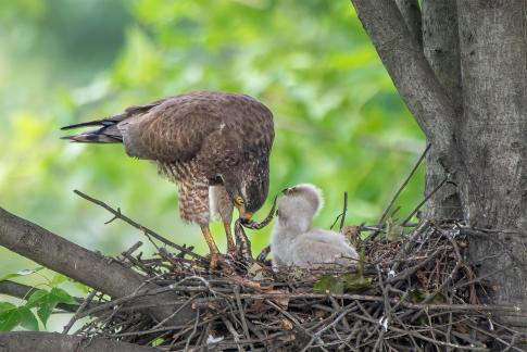 The eagle feeds its young A