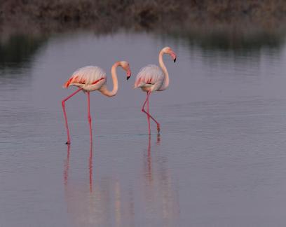 Flamingos at dawn