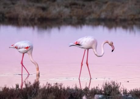 Flamingos in the dawn light