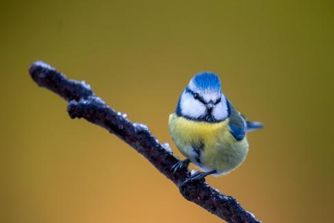 Blue Tit on icy branch