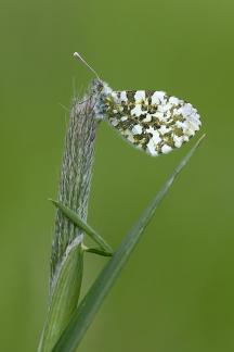 On grass spike