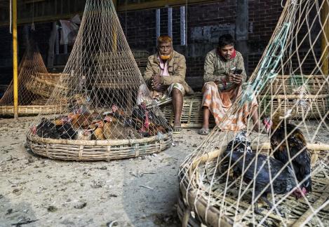 Dhaka Chicken Market 1