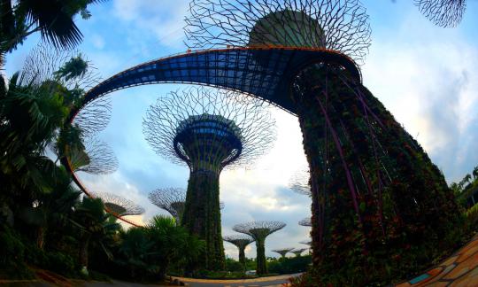 Giant trees