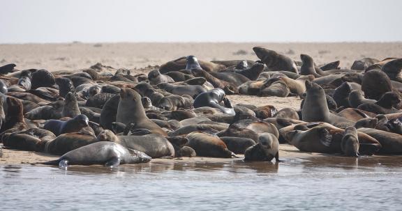 Sea lions_2