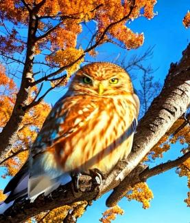 The Little Owl of Guaiping2