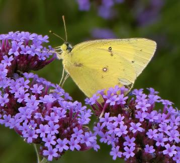 Sulphur Butterfly