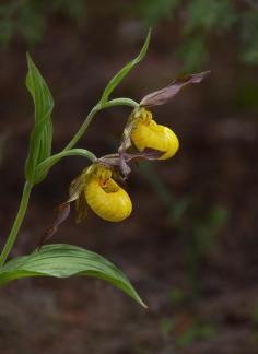 Yellow Lady Slippers  2