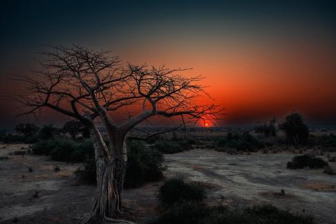 Baobab sunrise