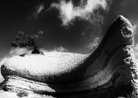 Tree on the rock