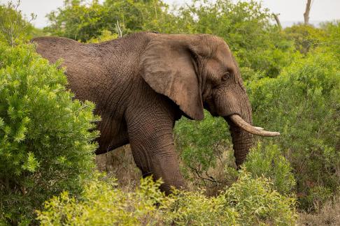 Elefante saliendo del follaje