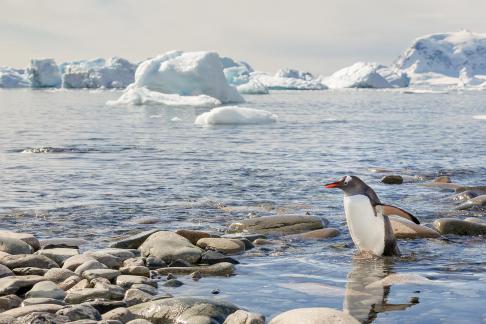 Gentoo landing