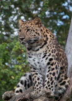 Amur Leopard