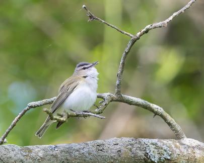 Red-eyed Vireo