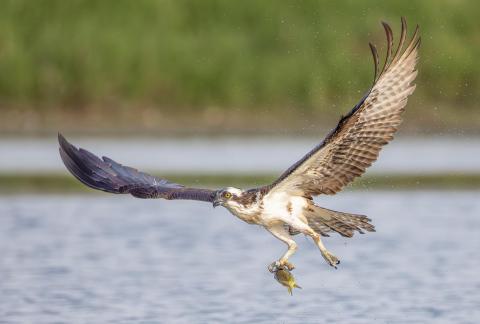 Osprey away with fish 04