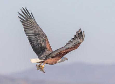 Fish eagle away with catch