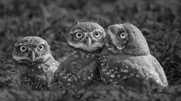 Burrowing Owl siblings 55