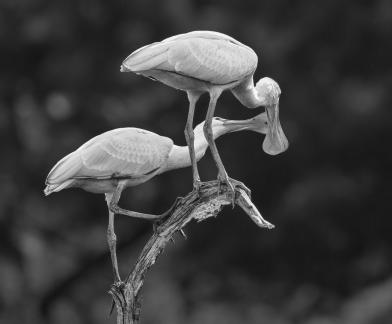 Young Spoonbill beg for feed