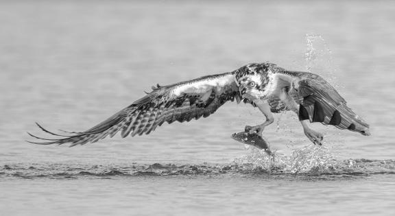 Osprey caught sunfish 93