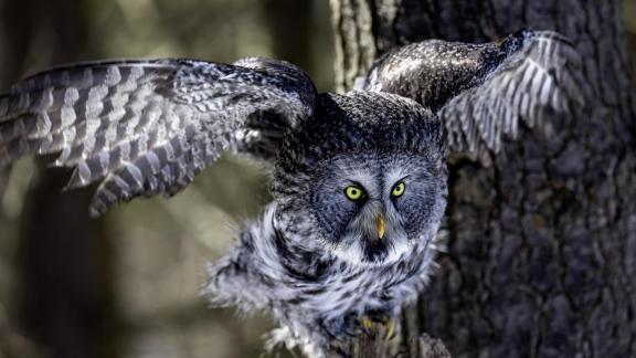 Great Grey Owl 44