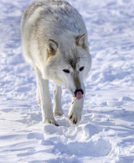 Artic Fox Seaching for Food