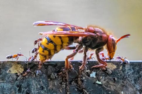 Hornet against ants