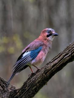 Jay in the rain