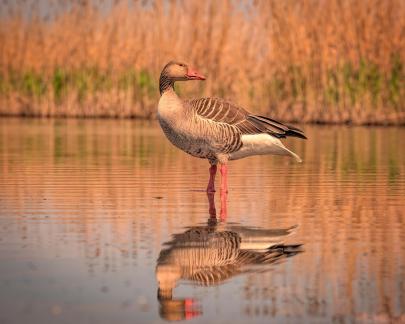 Goose watching