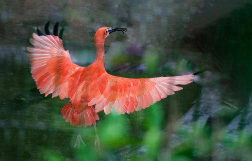 Crested Ibis Spreads Wings