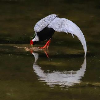 White Pheasant Beauty Picture