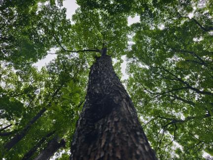 reaching to the sky