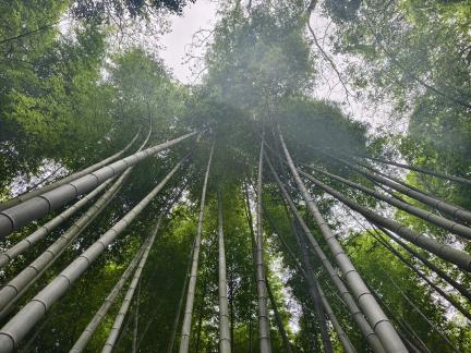 The bamboo forest is secluded