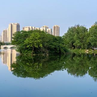 The trees in the lake