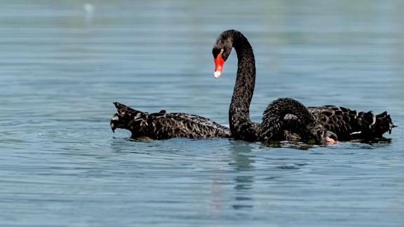 Black Swan 3