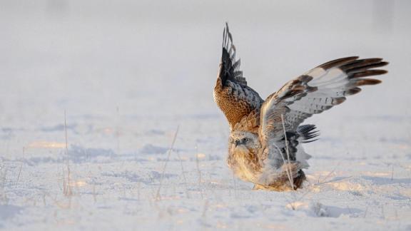 Buzzard Eagle