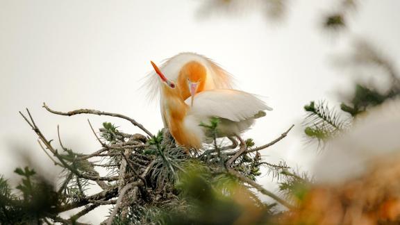 Cattle egret 9