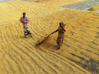 Drying rice