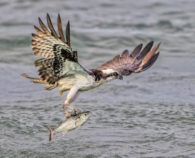 Osprey with catch 534