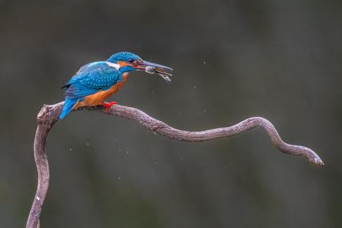 Kingfisher with small fish