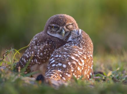 Burrowing Owl couple 25