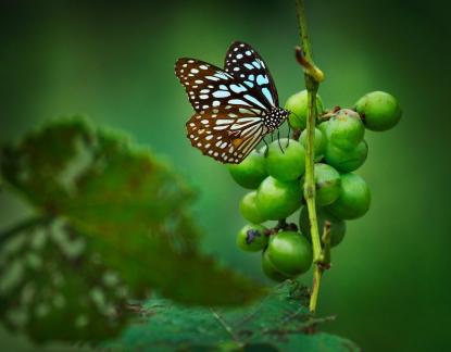 Butterfly takes a break