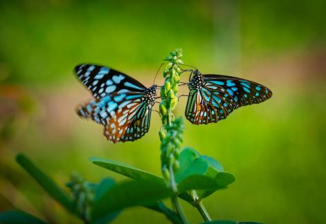 Two butterflies