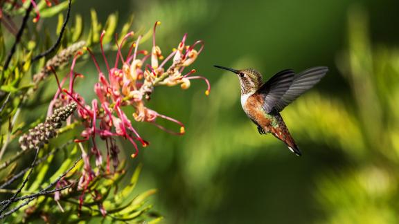 Small Bird On Flower