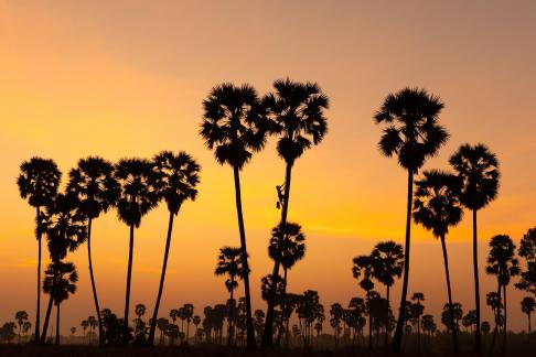 Palm Sugar Farmer