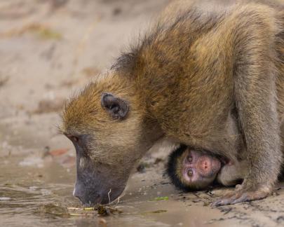 Mother baboon