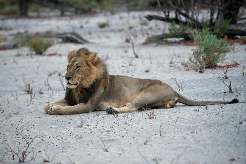 Resting in white sand